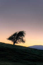 Lone Tree Near Machynlleth
