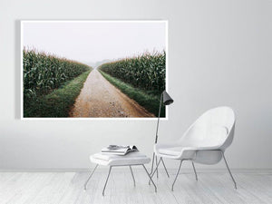 A study in corn