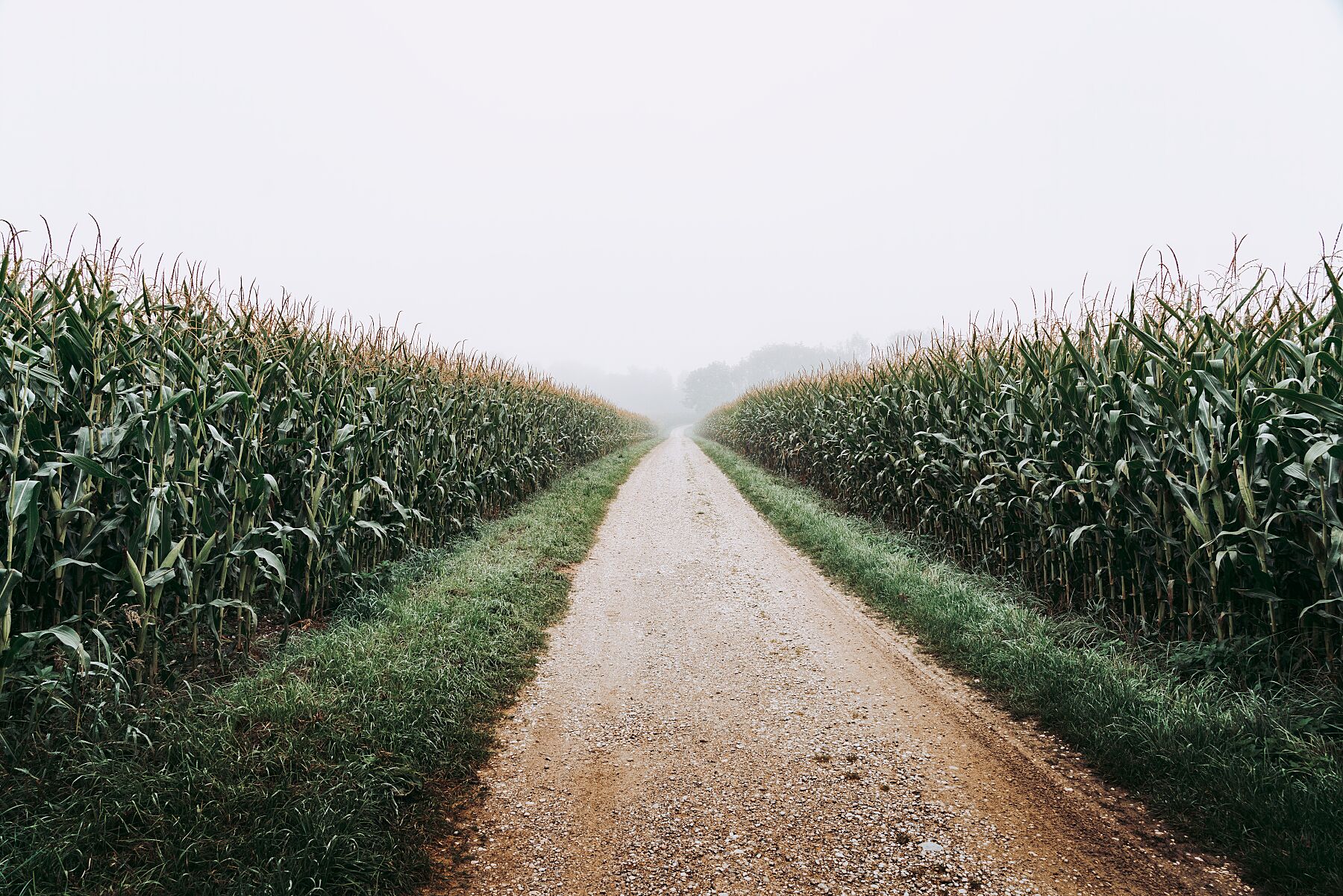 A study in corn