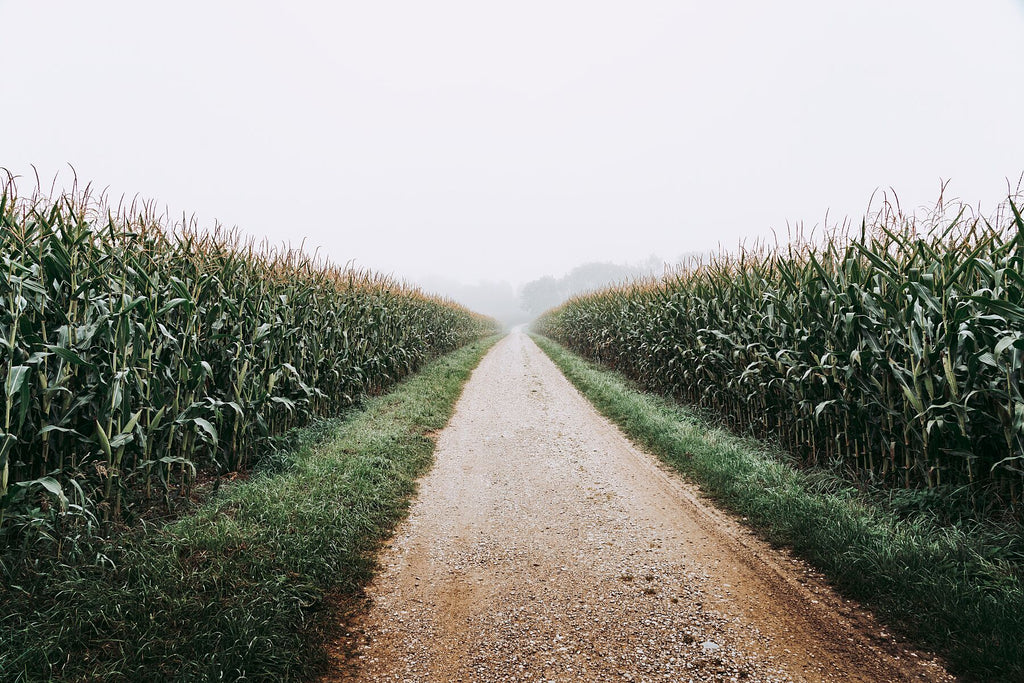A study in corn
