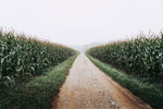 A study in corn