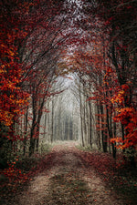 Woodland Secrets I