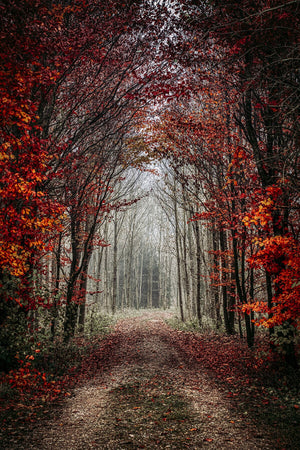 Woodland Secrets I