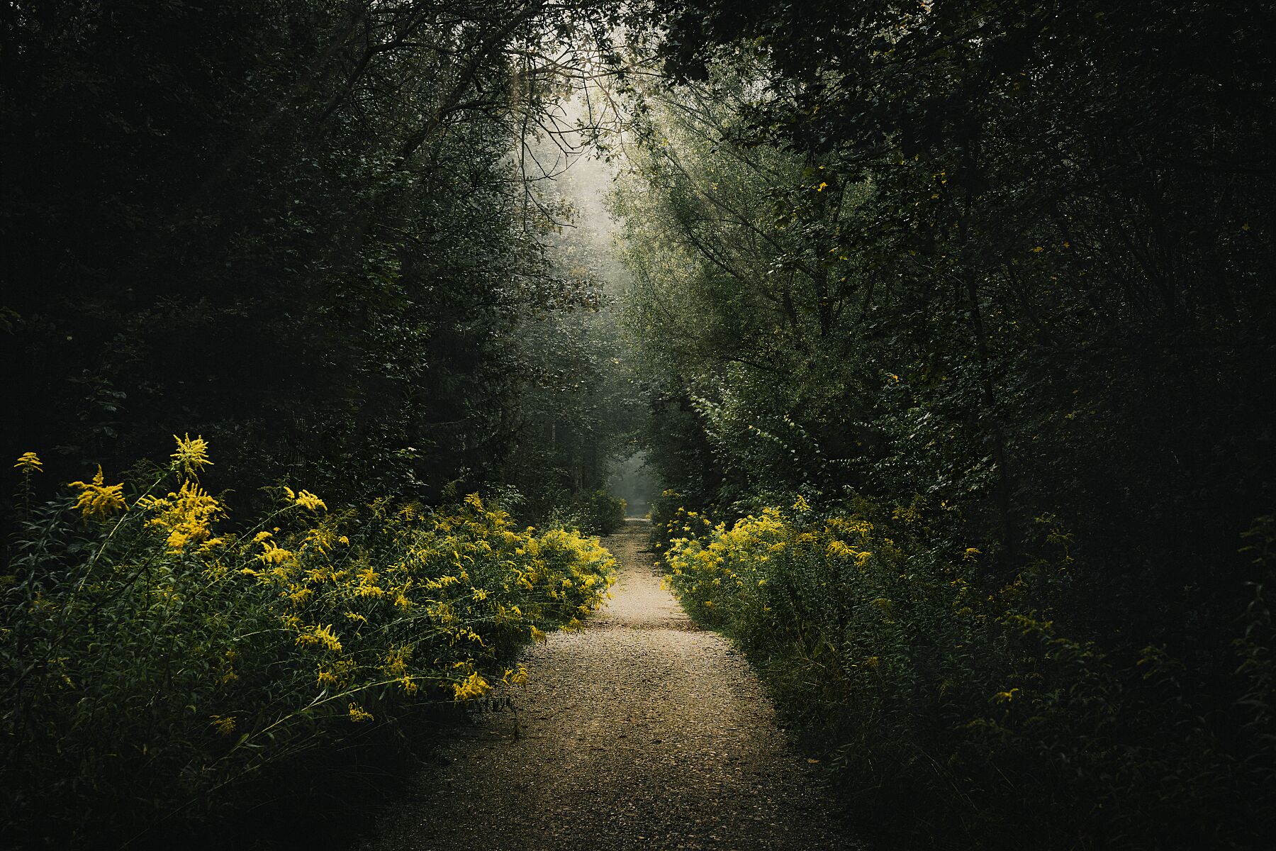 Woodland Secrets II