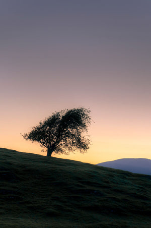 Lone Tree Near Machynlleth
