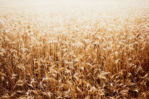 Field of gold