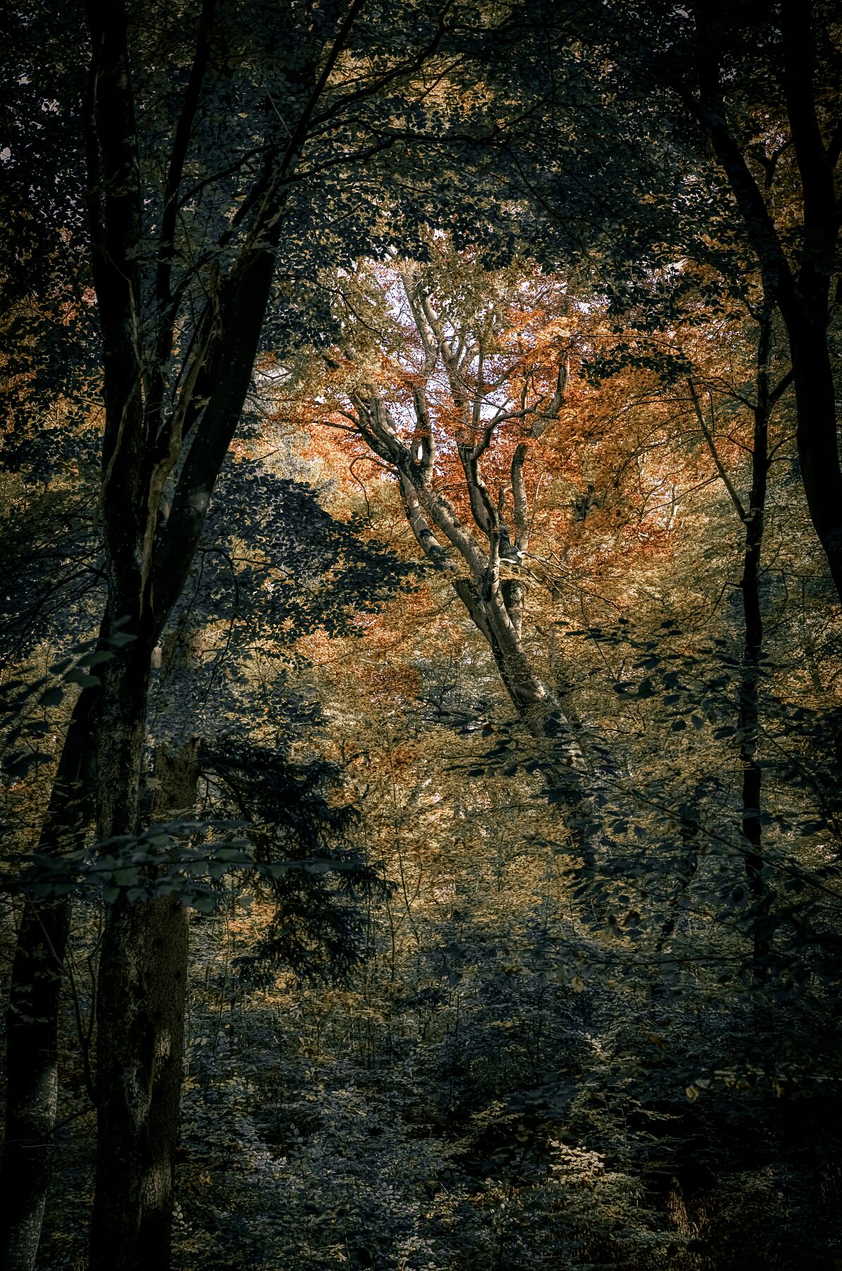 Woodland Secrets III