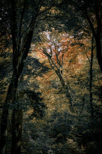 Woodland Secrets III