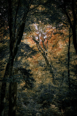 Woodland Secrets III